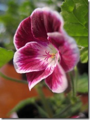 bloggebilder 133