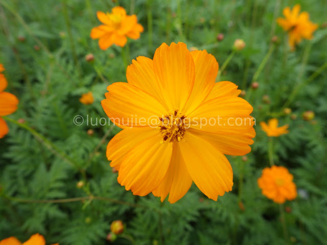 Xinshe Sea of Flowers