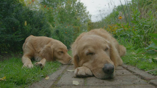 Nigel and Nell Sleeping