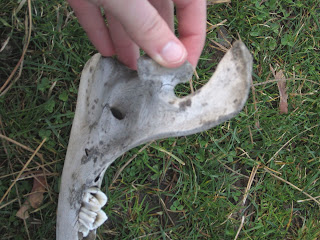 The top of the mandible.