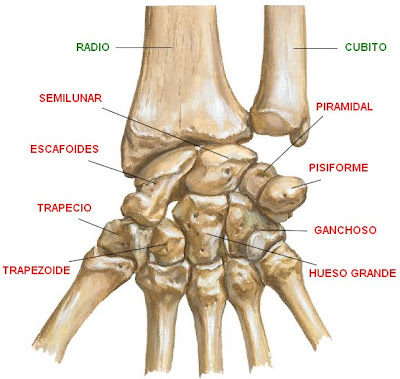 Huesos del carpo (muñeca)