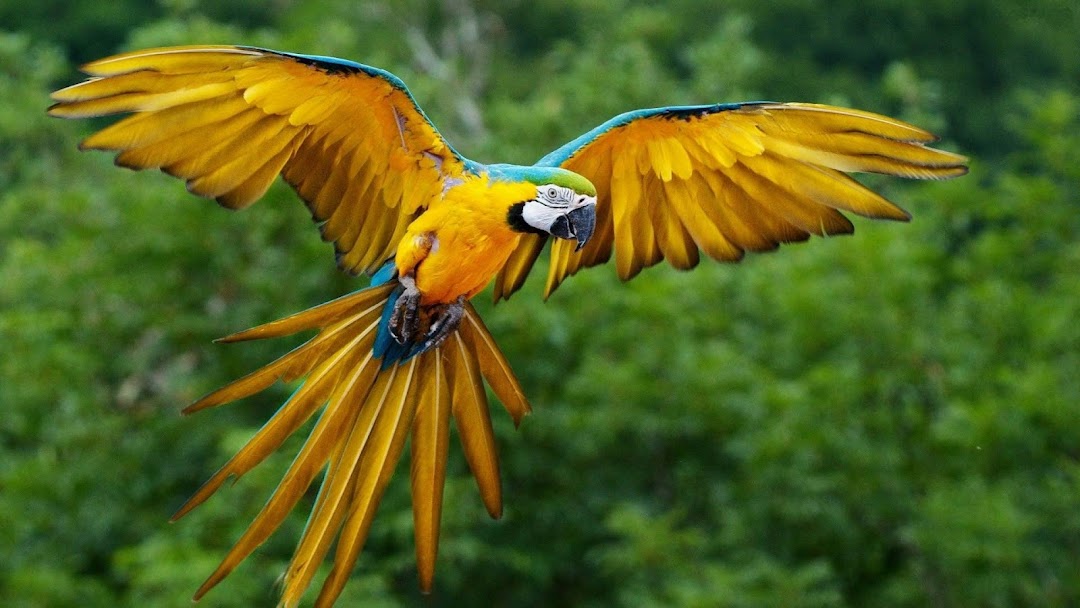 Flying Parrot HD Wallpaper
