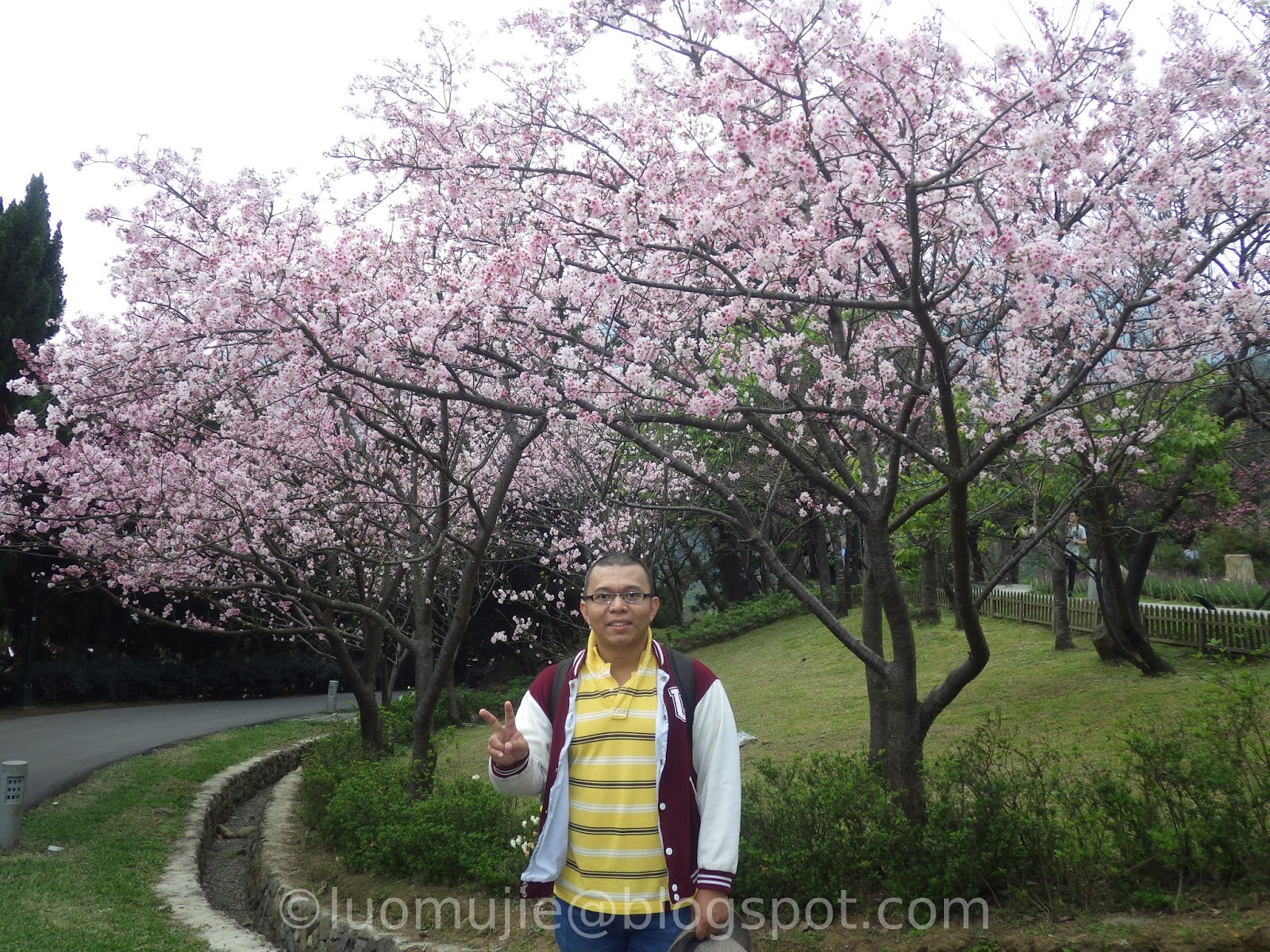 Taiwan cherry blossoms