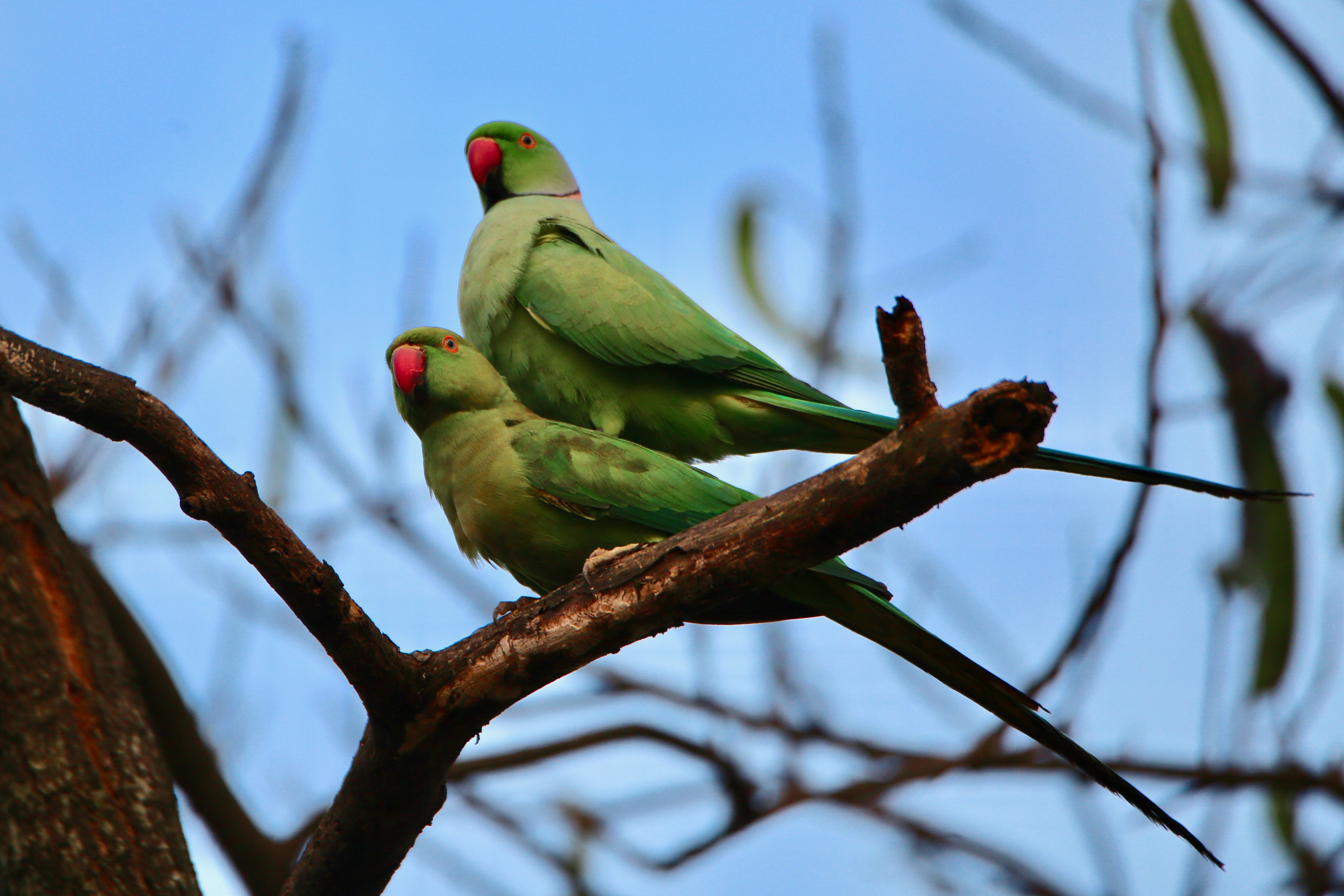 Rose-ringed parakeet (Psittacula krameri) coming out of a nest hole in  Ranthambore National Park, Stock Photo, Picture And Rights Managed Image.  Pic. IBR-1337446 | agefotostock