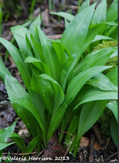 16-ramsons