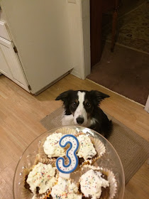 Dog birthday cupcakes with number candle