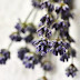 How to make your own lavender linen pillow mist - a great sleep time
recipe