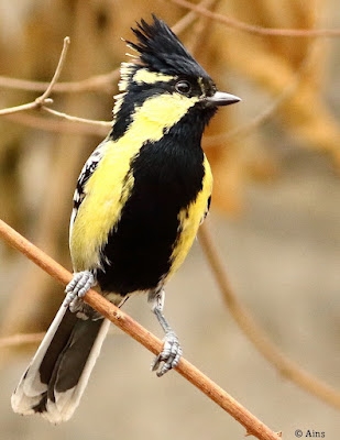 Indian Yellow Tit