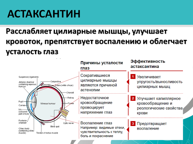 Артлайф Беларусь в Гомеле, Минске, Бресте, Могилеве, Витебске, Гродно