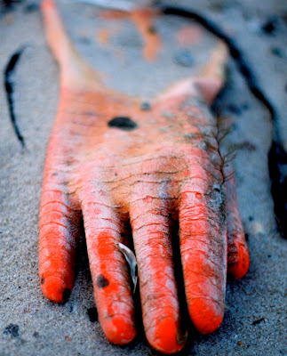 Fotografías de objetos varados en la playa (Washed Up)