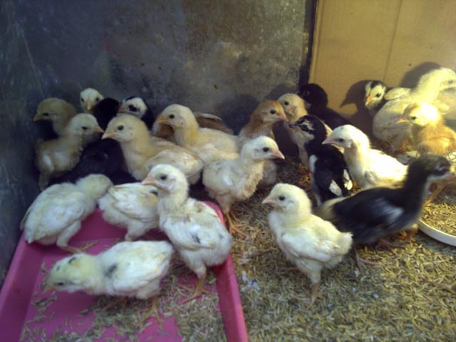 Tips cara  memelihara ayam  kampung mulai dari penetasan 