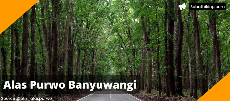 Wisata Alas Purwo Banyuwangi, Nama "Alas Purwo" Memiliki Arti Hutan Pertama di Tanah Jawa