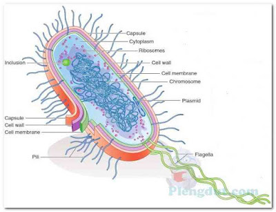 A typical prokaryotic cell.