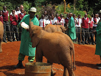 Elephant Orphanage