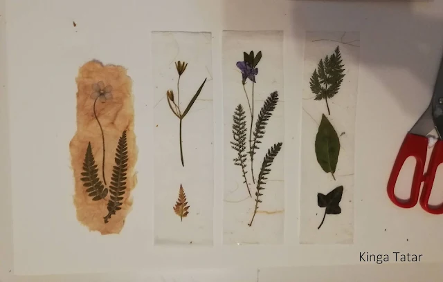 Jahresrueckblick-Herbarium-Pflanzen