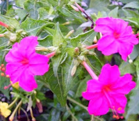 Kembang Pukul Empat (Mirabilis jalapa L.)