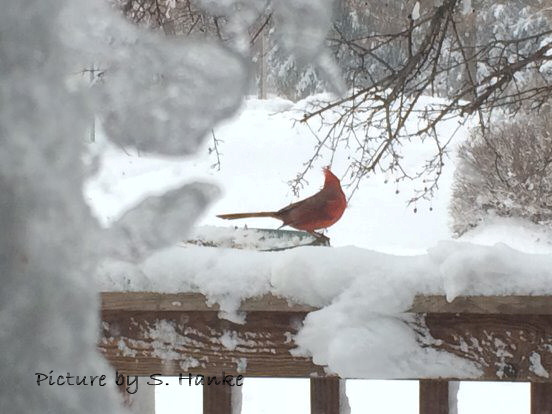 Redbird in the snow Nebraska picture by S. Hanke   wandasknottythoughts