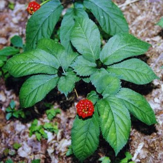  telah memacu peningkatan permintaan ginseng CARA MENANAM GINSENG