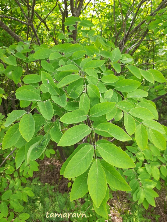 Маакия амурская (Maackia amurensis)