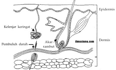  yang ada digunakan untuk mengeluarkan zat sisa hasil metabolisme Sistem Ekskresi Pada Manusia