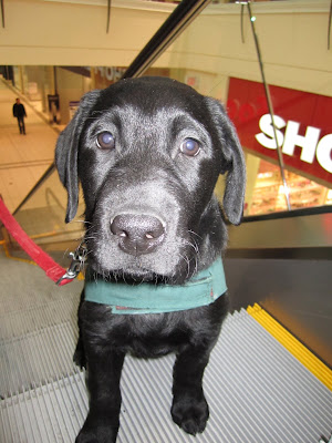 Romero, an eleven week old black lab puppy with a long nose, big round eyes, and big droopy ears stands on an escalator moving up. The escalator is gray and has a yellow stripe along the side. Romero's front two feet are one step ahead of his back feet. He is looking calmly into the camera. He is wearing his green Future Dog Guide jacket, so there is a thick strip of green fabric across his chest, and  his thin red nylon leashing is hanging in a J shape on his right side. Through the glass siding of the escalator a Shoppers Drug Mart sign is visible.