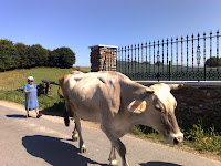 Woman and cow on the road