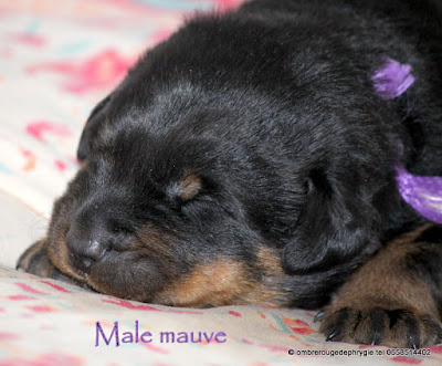 beauceron mâle , 2 sœurs et 5 frères disponibles , contact  téléphone 05 58 51 44 02