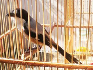 Anakan Burung Pentet 