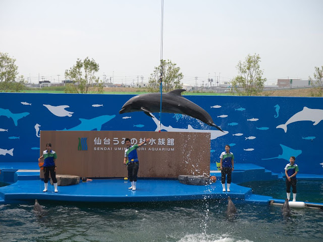 仙台うみの杜水族館 イルカショー