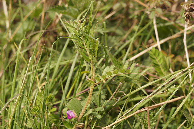 spring wildflowers in photographs