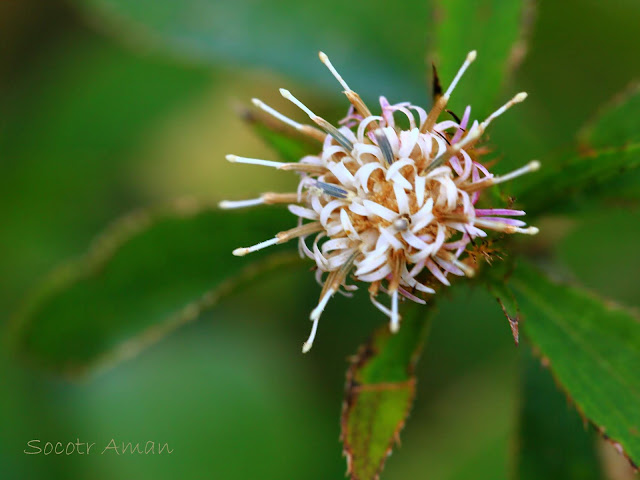 Atractylodes japonica