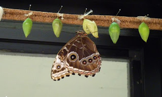 El Mariposario de Benalmádena.