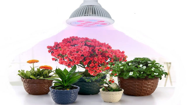Best Light for Growing Plants Indoors