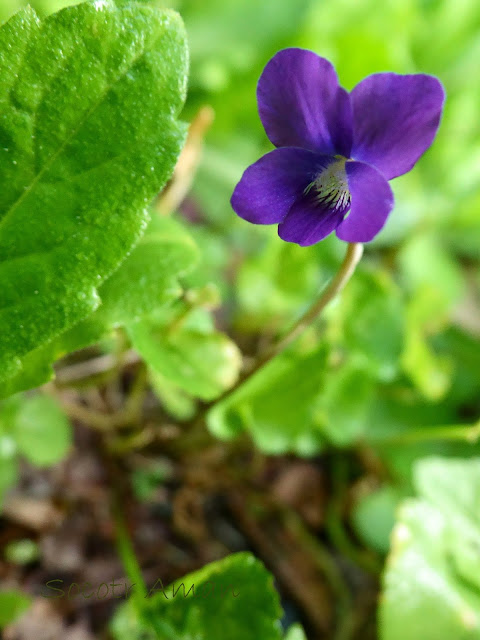 Viola sororia