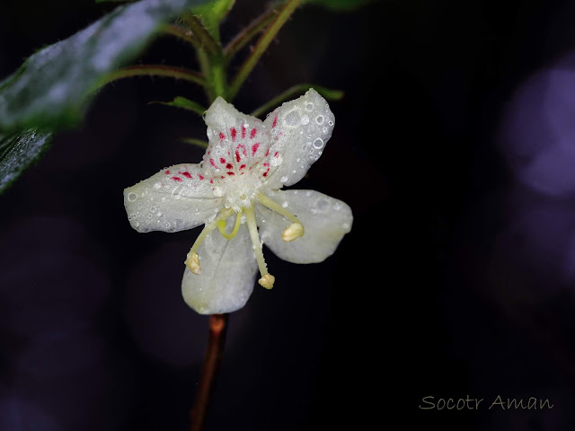 Rhododendron semibarbatum