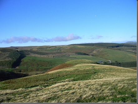 Cheviots oct 2011 010[5]