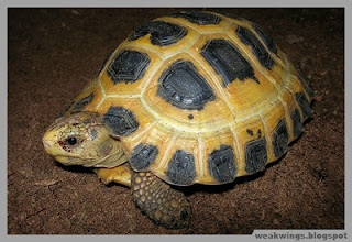 8 Jenis Kura-Kura Darat Yang Bisa Kamu Pelihara & Beli di Indonesia, jual, beli, harga, tortoise
