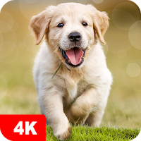 Dog Wallpapaers & Puppy Backgrounds Apk Download for Android