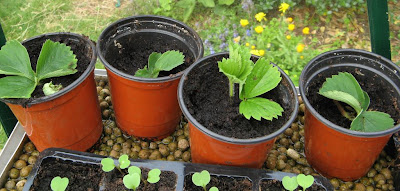 strawberry cuttings