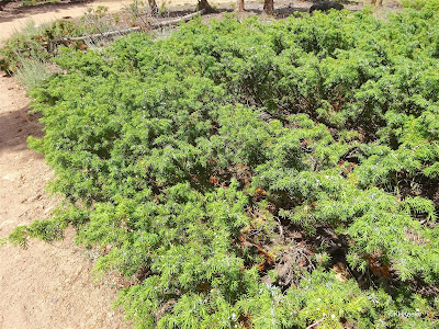 prostrate juniper, Juniperus communis var. depressa