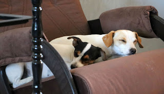 Puppies trying out the rocking chair as well