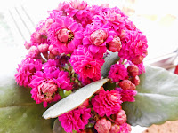 Αποτέλεσμα εικόνας για liagallika fleurs