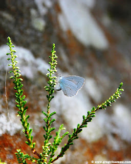 L'Azuré des nerpruns ou Argus à bande noire, (Celastrina argiolus) Grands Aveaux, Essonne, (C) 2014 Greg Clouzeau