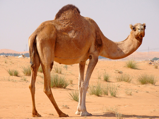 camel pictures