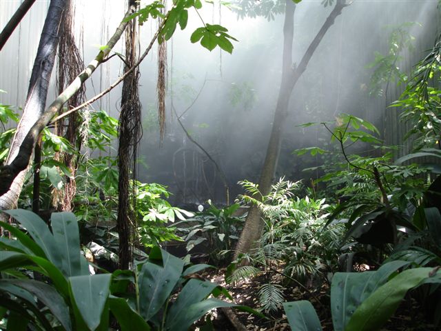 food web rainforest. food, flora and fauna.