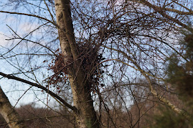 January sights in the Norfolk countryside