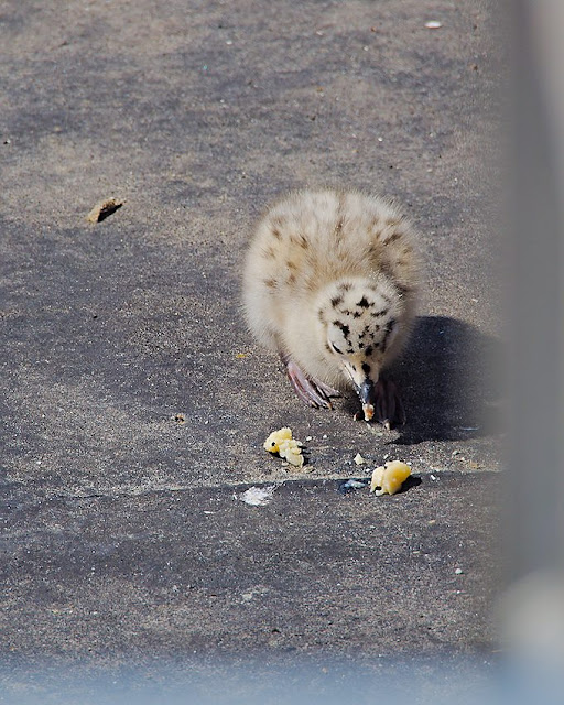 Möwe mit Küken