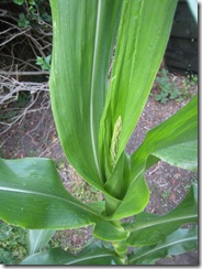 corn