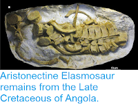 http://sciencythoughts.blogspot.co.uk/2015/10/aristonectine-elasmosaur-remains-from.html