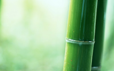 bamboo tree